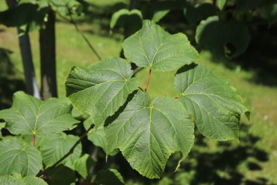 Acer pennsylvanicum - javor pensylvánský - listy